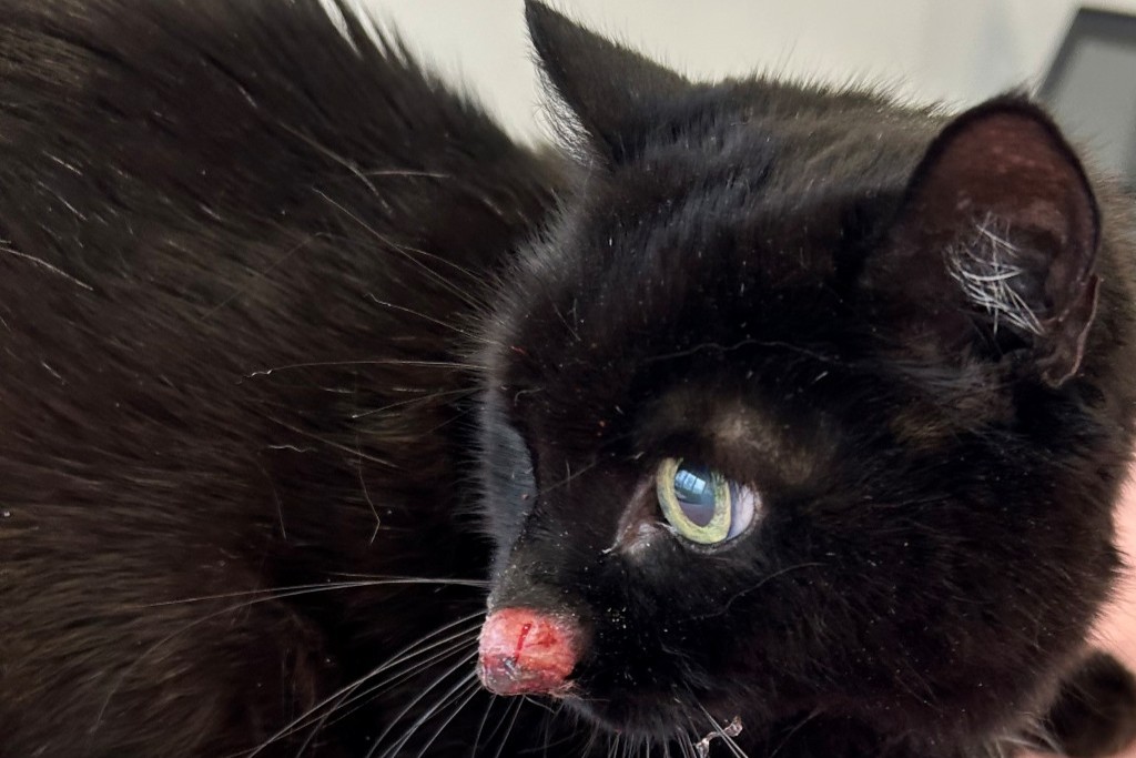 Tumor Katze